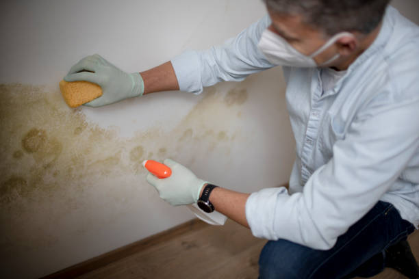 Mold Remediation for Vacation Homes